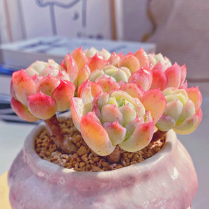 22胭脂奶油贝瑞群生云南多肉老桩双子贝瑞多o肉植物萌肉肉四季盆