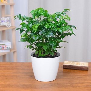 幸福树盆栽小四季青