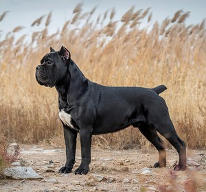 幼犬纯种卡斯罗犬巨型宠物狗狗卡斯罗犬活体出售大型护卫犬0人付款