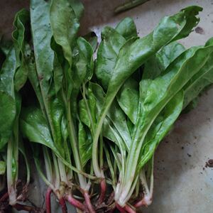 牛皮菜苗白杆厚皮菜牛皮菜新鲜蔬菜莙达菜甜菜根达菜耐寒