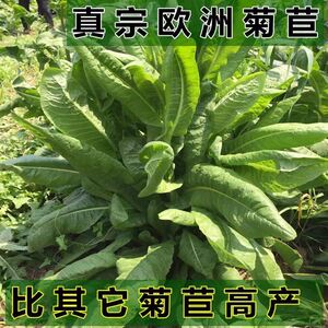 将军菊苣种子猪草牛羊驴鸡鸭鹅兔牧草奇可利四季青多年生牧草鱼草