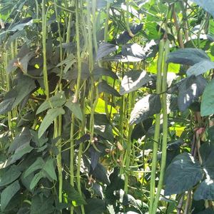 24熙园种业淘宝长豆角种子秧苗豇豆角苗四季豆苗扁豆角苗茶豆角苗