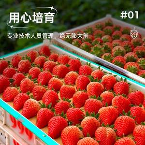 新鲜丹东99草莓当季礼盒装孕妇水果红颜牛奶九九大草莓3斤