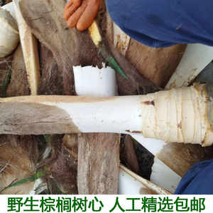 现砍新鲜甜棕树心棕树尖棕榈芯棕树头棕榈心棕榈树树心1个包邮