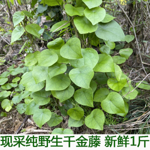 00花水榭淘宝野生中草药粪箕笃 犁壁藤 千金藤 田鸡草 飞天雷公