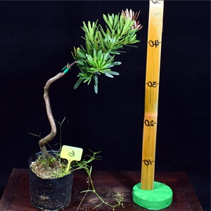 日本lc海岛红芽紫真趣罗汉松盆景素材四季盆栽植物u净化空气庭院