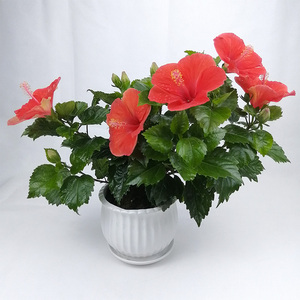 800人付款淘宝四季开花庭院阳台盆栽花卉扶桑大红花苗重瓣朱槿牡丹