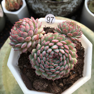 22新版小红衣一物一拍 小红衣多肉q植物 办公室阳台迷你群生多肉