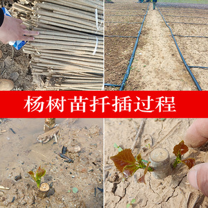 出售行道a树木 绿化苗木 白杨树白 速杨枝条苗生杨树 白杨扦插条