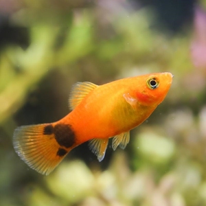 不打氧耐活冷水鱼小鱼活水草观赏鱼淡水鱼好养活耐养宠物鱼懒人