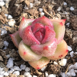无肉不欢一物一拍金蝉子多肉植物10.19-12