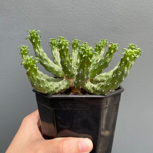 810人付款淘宝22九头龙大戟科多肉植物稀有品种室内d