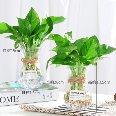 水花水培植物水养卧室