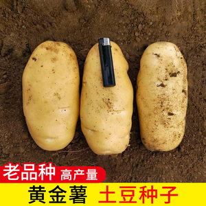 黄金薯土豆种子原种种籽孑黄皮黄心早熟马铃薯种老品种本地高产大
