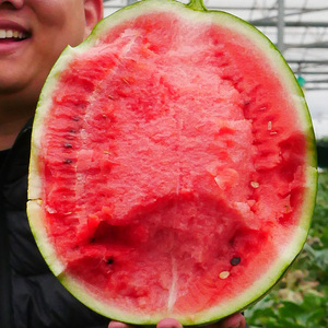 京欣一号二号大西瓜种子种籽麒麟瓜早熟高产 大春季四季瓜果秧孑