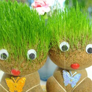草室内小盆品色栽草种娃娃摆件绿礼幼儿园长草绿植儿童种植头上qq
