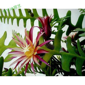 鱼骨令箭荷花鱼骨昙花叶子如鱼骨开花好看带浓根15-20cm中大苗h3