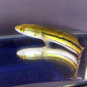 大铅笔雷龙鱼活体观赏鱼s雷龙鱼铅笔鱼小盾鳢鱼大型雷龙鱼猛鱼鳗