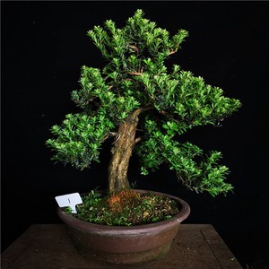 绿植中品b阔叶红芽珍珠罗汉松老盆口盆养多年实物销售罗汉松盆景