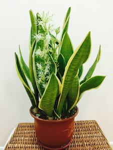 长叶虎皮兰 金边虎p尾兰室内植物吸甲醛花卉成都办公室绿植