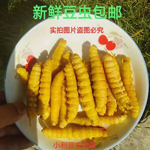 豆虫包邮活豆虫