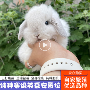 纯种兔子活体进口赛级后代荷兰侏儒兔单双血暹罗垂耳兔宠物兔活物