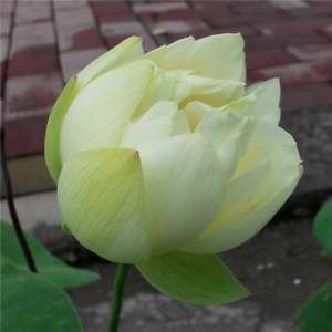 新品绿萼汝州q老农花卉真碗莲微型小型荷花迷你碗莲种藕鞭成品小