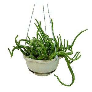 仙人虫植物盆栽