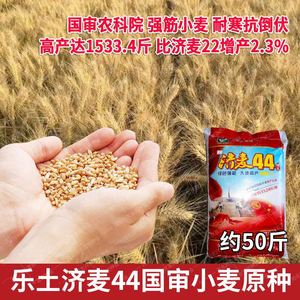济麦44高产国审农科院原种麦子种籽抗倒抗冻抗旱冬小麦种籽猫草孑