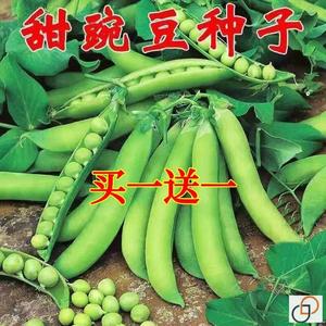 甜豌豆种子高产蔬菜种子四季青豌豆尖荷兰豆水果型可生吃种籽耐寒