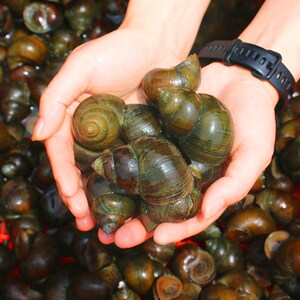 田螺鲜活淡水薄壳大螺蛳钓青鱼脆螺鱼饵现捞散装现发常年批供货发