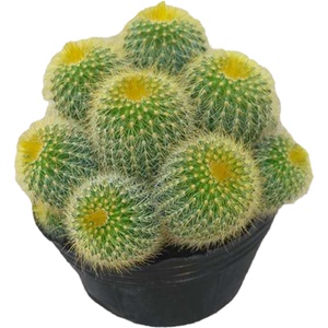 多肉植物金丝猴 仙人球盆栽金丝猴盆栽金丝猴群生带盆带土栽好