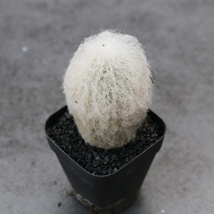 20222022实生老乐仙人球i趣味软毛仙人柱多肉植物白毛创意开花小