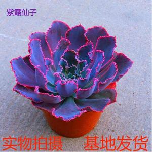 【紫霞仙子】多肉植物室内绿植花卉盆栽阳台四季好养活新手肉肉
