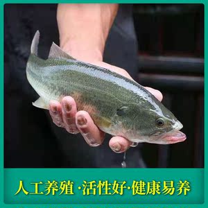 加州鲈颗粒活体鲈鱼颗粒淡水水花 淡水鲈鱼苗加淡水 鱼苗淡水