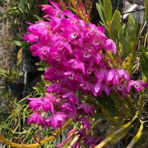 樱石斛苗 越南泰国品种开花艳丽品种纯正 稀有石斛兰 花香