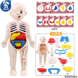儿童早教科教身体摆件拼装人体结构器官骨骼解剖内脏道具模型玩具