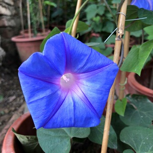 爬藤牵牛花盆栽牵牛花苗攀爬植h物四季花卉阳台庭院开花不断室外.