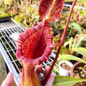 劳氏x红葫芦猪笼草lowii x wventricosa lv食虫植物盆栽包邮黑精