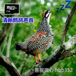 20家生活百货行淘宝鹧鸪鸟叫声鸟音卡实战叫声