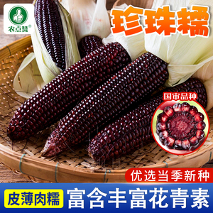 黑玉米种子珍珠糯8号国审红甜糯玉米非转基因杂交黑美人玉米种籽