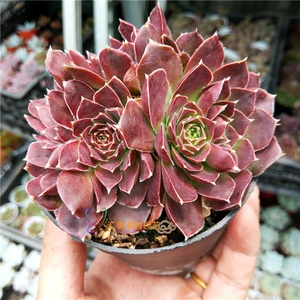 【神须草多肉】神须草多肉品牌,价格 - 阿里巴巴