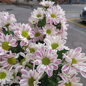 22斑纹菊小菊小雏菊小皱菊邹菊稚鲜花云b南直发基地昆明斗南花市