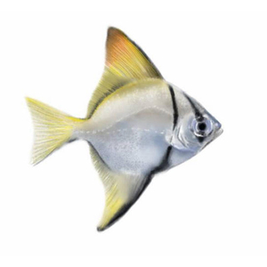 黄鳍鲳鱼珊瑚神仙鱼海水鱼淡化人工繁育群游蝙蝠鲳鱼大眼鲳淡新濮