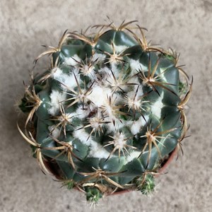 00 0人付款  淘宝 四o海园艺天司象牙仙人球实生雪顶顶花球属萝卜根强