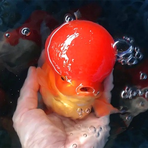 观赏鱼红虎头兰寿金鱼活体虎头招财风水鱼冷水鱼