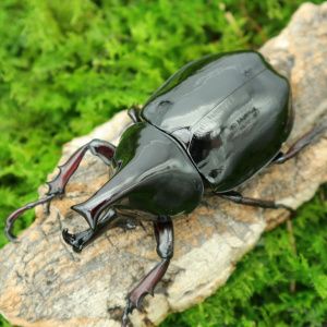 【牧野m虫社_龙牙姬兜】萌新推荐宠物昆虫好繁殖好养温顺可爱霸气