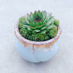 紫气东来多肉植物盆栽室内绿植花卉客厅桌面防辐射好养植物观音莲