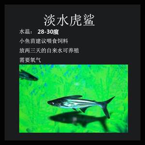 活体观赏鱼淡水鲨鱼银鲨虎鲨鱼苗活体肉食性鱼类鲨鱼苗热带鱼混养