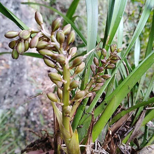 芳皓之睿蜜蜂兰带花苞开花多岩兰台兰引蜂诱蜂引蜜蜂兰花苗盆栽
